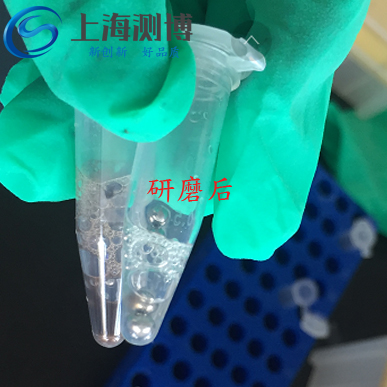 全自動組織研磨儀是振蕩法領(lǐng)域的研磨佳選專業(yè)提取小鼠眼膜核酸