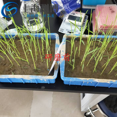 冷凍研磨儀能將難以研磨的水稻葉片進行研磨？