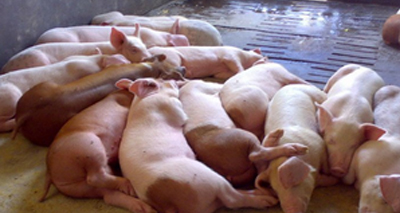 豬嚴(yán)重病毒性腹瀉蔓延采用多重?zé)晒釶CR快速診斷試劑盒有效嗎？